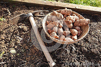 sunroot cultivation in theft. hoe next to jerusalem artichoke for planting in raised bed Stock Photo