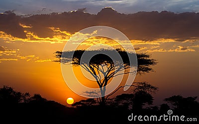 Sunset and Acacia tree in the Serengeti, Tanzania Stock Photo