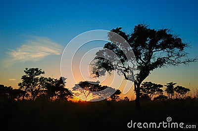 Sunset in the African bush (South Africa) Stock Photo