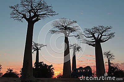 Sunset, alley of baobab, Morondava, Madagascar Stock Photo