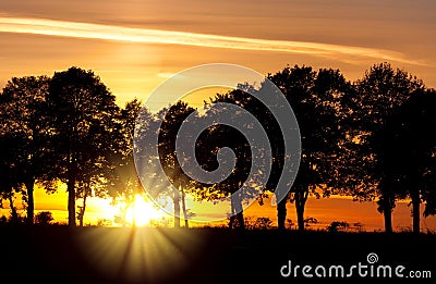 Sunset with alley of lime tree Stock Photo