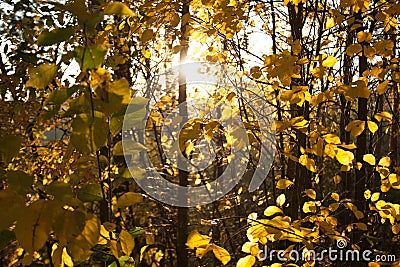 Sunset and aspen trees. Sunlight through tree foliage. Yellow shiny leaves in sunlight. Beautiful background Stock Photo