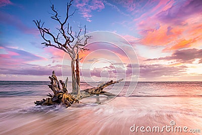 Sunset and Awesome Dead Tree Stock Photo