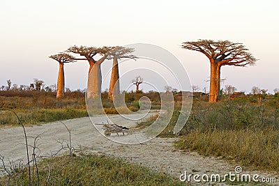 Sunset in Baobab Alley Stock Photo