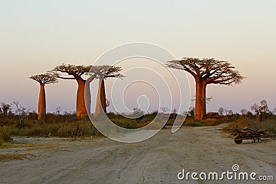 Sunset in Baobab Alley Stock Photo