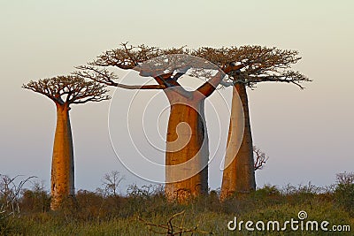 Sunset in Baobab Alley Stock Photo