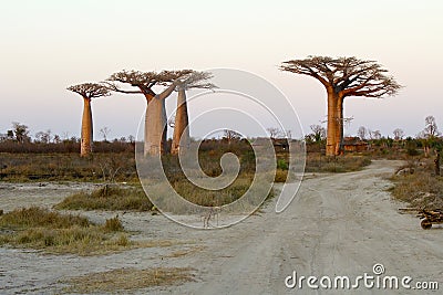 Sunset in Baobab Alley Stock Photo