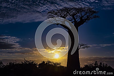 Sunset.Baobab trees, Baobabs forest - Baobab alley, Morondava, Madagascar. Stock Photo