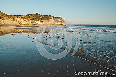 Sunset on the beach and flock of birds. Stock Photo