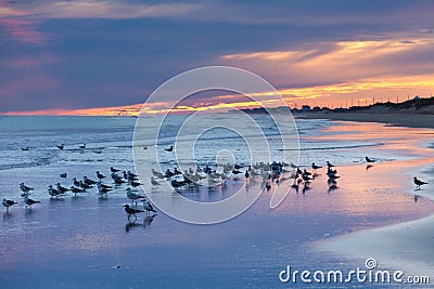 Sunset beach seagulls Outer Banks OBX NC USA Stock Photo