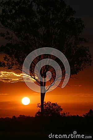 Sunset Behind Tree Stock Photo