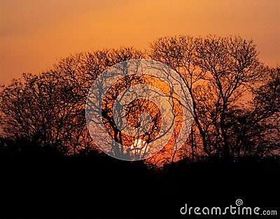 Sunset behind the trees. Stock Photo