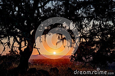 Sunset below the branch of an oak tree Stock Photo