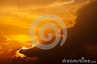 Sunset with birds flying, golden light and cloud Stock Photo