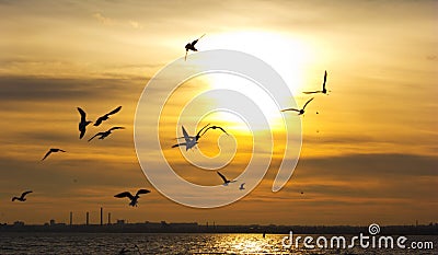 Sunset. Birds silhouettes and sun Stock Photo