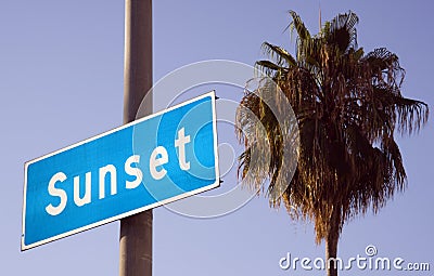 Palm Tree Near Sunset Blvd Hollywood California Stock Photo