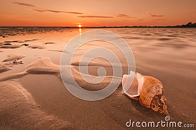 Sunset Caribbean beach and large shell, shell on sand Stock Photo