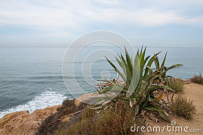 Sunset Cliffs in San Diego with Giant Aloe plant Stock Photo