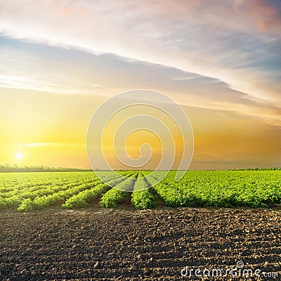 Sunset in clouds over green agriculture field with tomatoes Stock Photo