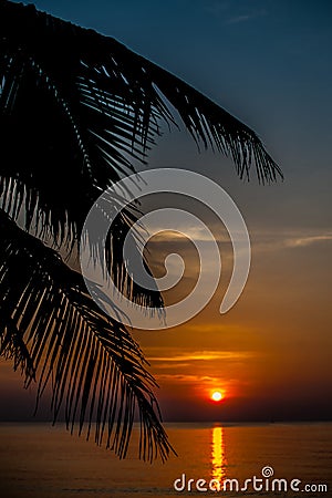 Sunset coconut tree 1 Stock Photo