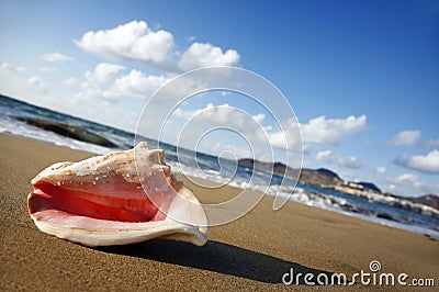 Sunset Conch Stock Photo