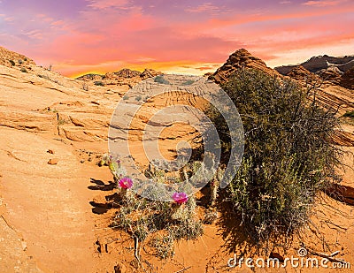 Sunset in Coyotte Buttes with blooming cactus Stock Photo