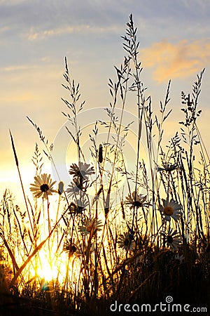 Sunset on daisy field Stock Photo