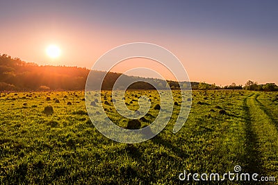 Sunset or dawn in a spring field with green grass Stock Photo