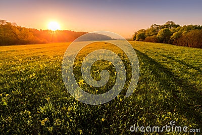 Sunset or dawn in a spring field with green grass Stock Photo