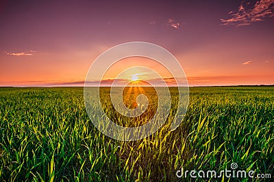 Sunset Dawn Sunrise Sky Above Rural Landscape Of Green Wheat Field Stock Photo