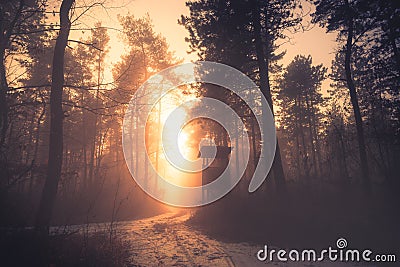 Sunset in deep foggy winter forest. Stock Photo