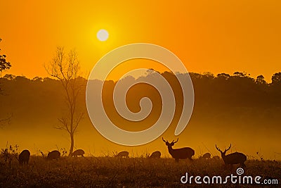 Sunset Deer at Thung Kraang Chaiyaphum Province, Thailand Stock Photo