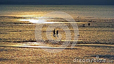 Sunset dog walkers at low tide Stock Photo