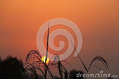 Sunset in the field Stock Photo