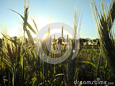 Sunset in the field Stock Photo