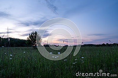 Sunset in the field with daisies. Field daisies in the foreground Stock Photo