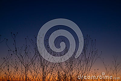 sunset in the field, gradient orange and blue background Stock Photo