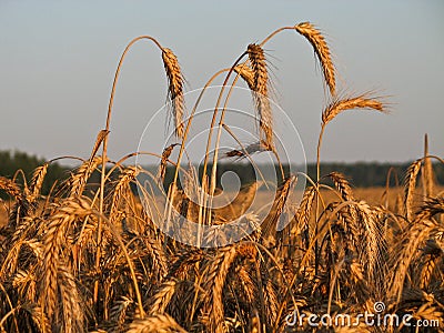 Sunset on the field with a rich harvest of ripe wheat. Stock Photo