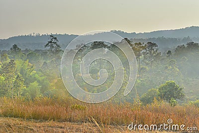 Sunset in Forest Landscape With Natural green tree. Forest. Beautiful Scenic Stock Photo