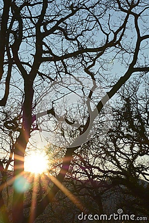 sunset in a forest Stock Photo