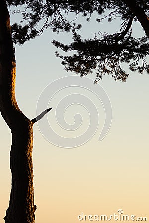 Sunset in the forest. tree in the evening light. nature background with copy space Stock Photo