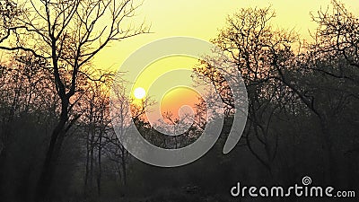 Sunset and forest trees at tadoba andhari tiger reserve Stock Photo