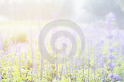 Sunset gleam over purple flowers of lavender for background and wallpaper Stock Photo