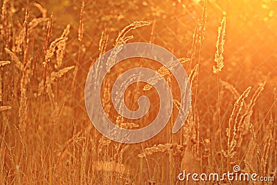 Sunset glow grass Stock Photo