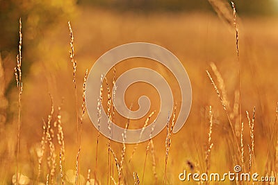 Sunset glow grass Stock Photo