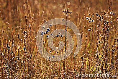 Sunset glow grass Stock Photo