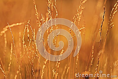 sunset glow grass Stock Photo