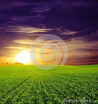 Sunset on the Green Field of wheat, blue sky and sun, white clouds. wonderland Stock Photo