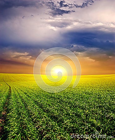 Sunset on the Green Field of wheat, blue sky and sun, white clouds. wonderland Stock Photo