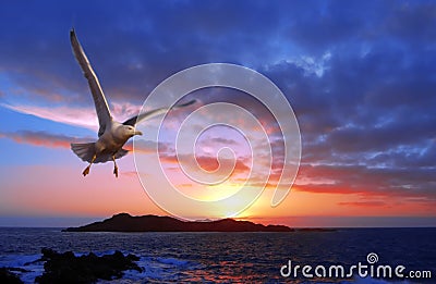 Sunset with gull Stock Photo